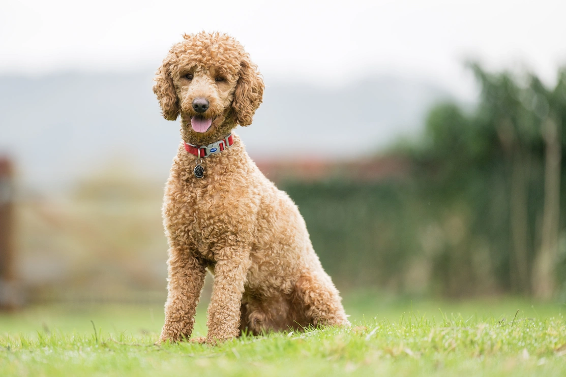 Sandy coloured poodle looknig happy sat outsid eon grass 
