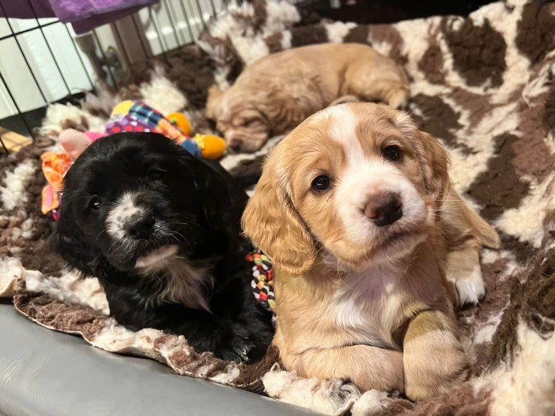 Two small spaniel puppies on a rug close together looking at the camera with another puppy curled up asleep in the background