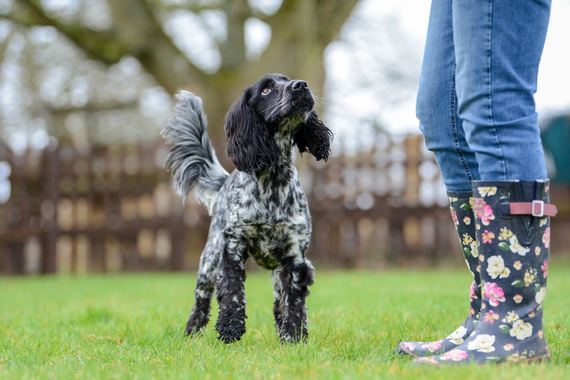 Spaniel without a lead or jacket looking up at a person wearing wellies whose legs are in shot to one side