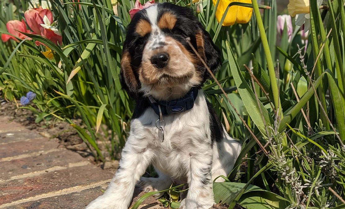 A multi-coloured spaniel 6 week old puppy emerging from some grass and flower son a sunny day