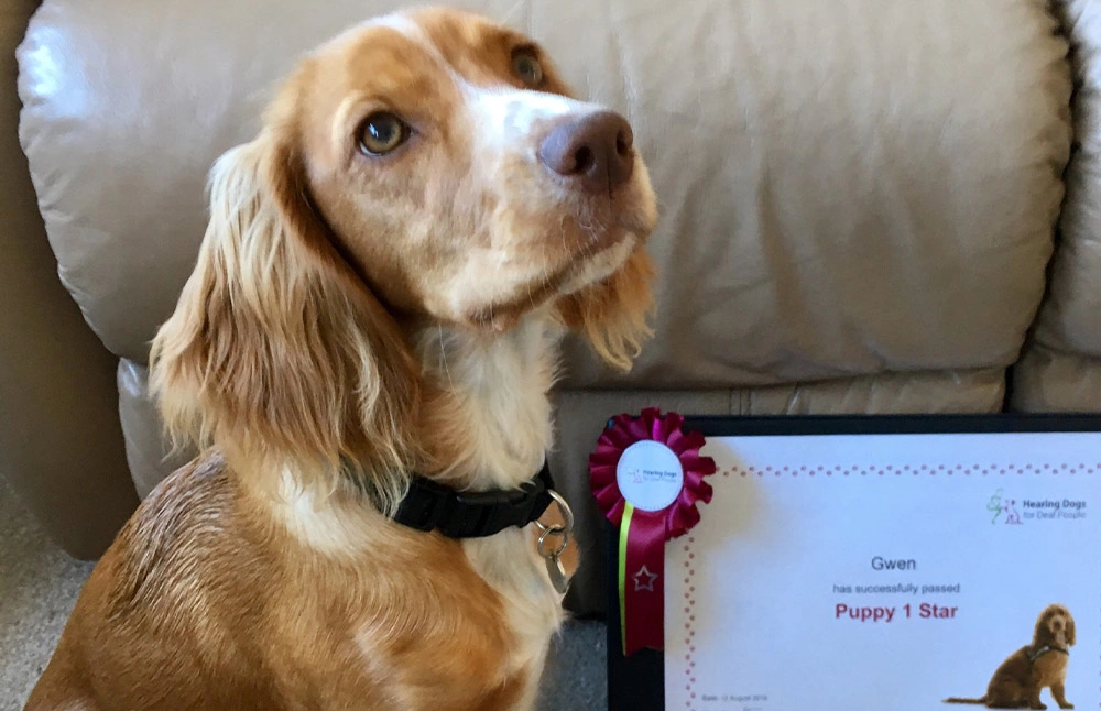 Close up of Spaniel in a lounge looking up with a certificate next to them that says Gwen successfully passed Puppy 1 Start