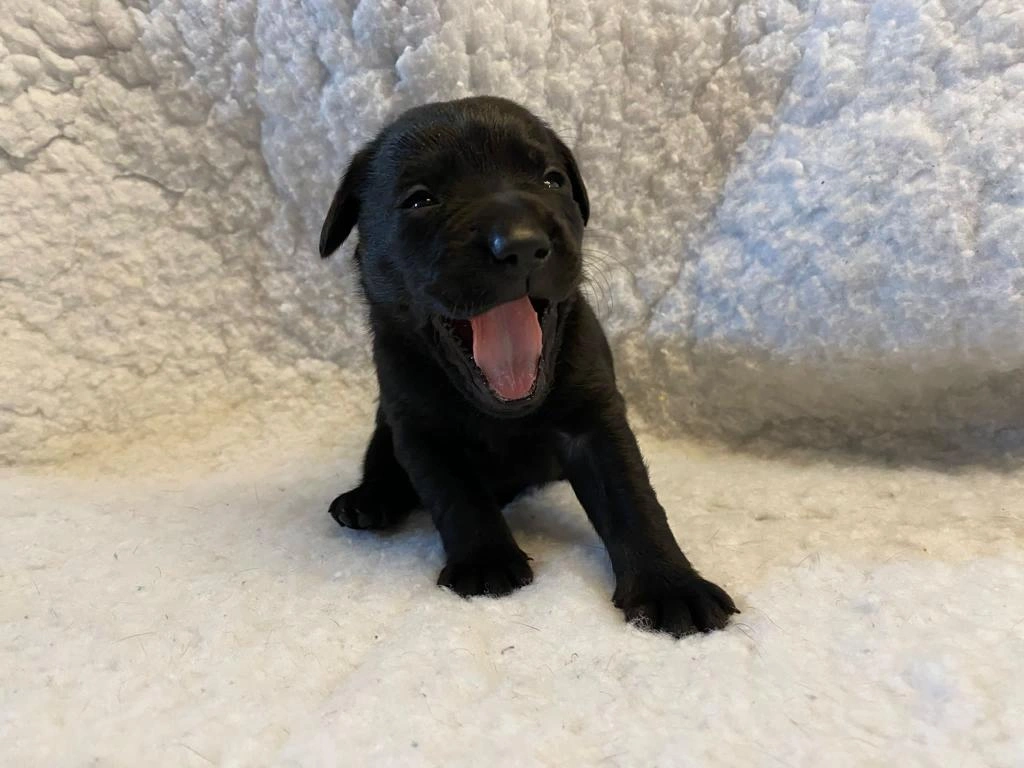 A small labrador puppy yawning and just about opening his eyes