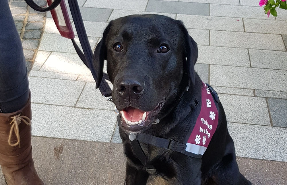 Close up of a labrador face as it sits on a pavement with someone holding its lead