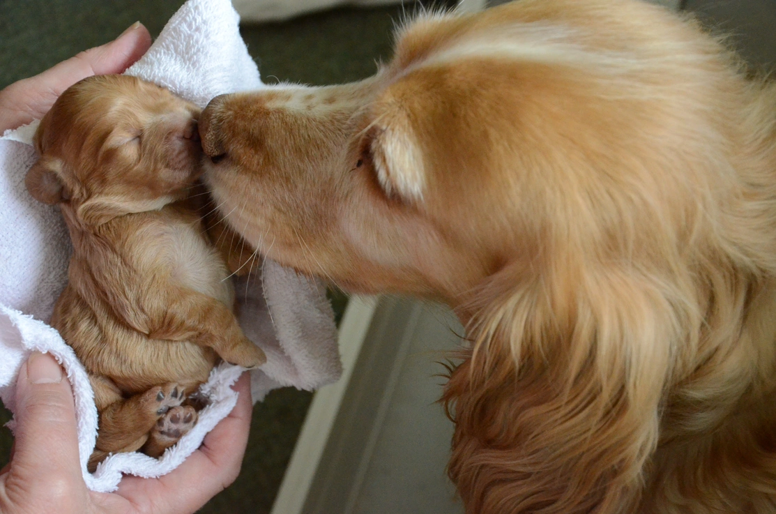 Close up of Spaniel mum nuzzling one of her puppies which is asleep in a person's hands