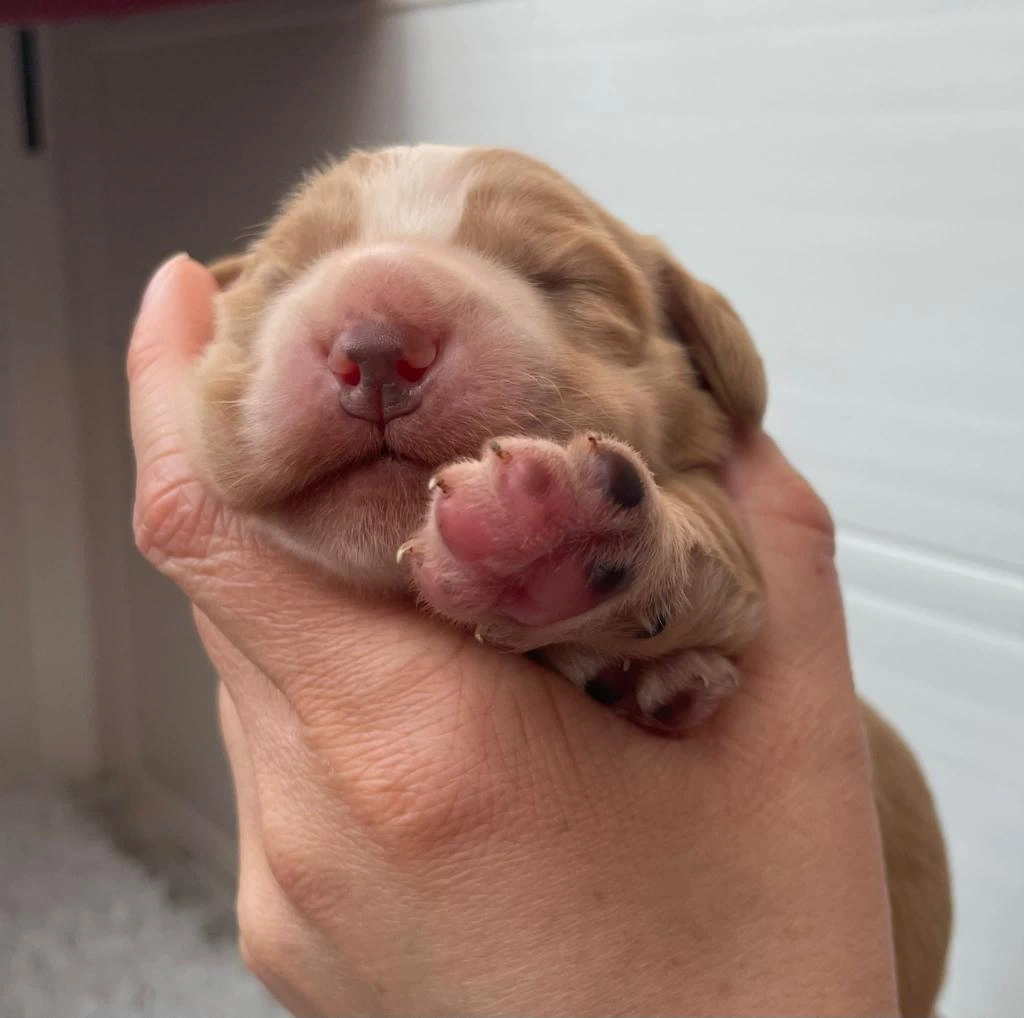 Close up of a very young spaniel with eyes still closed held in a hand