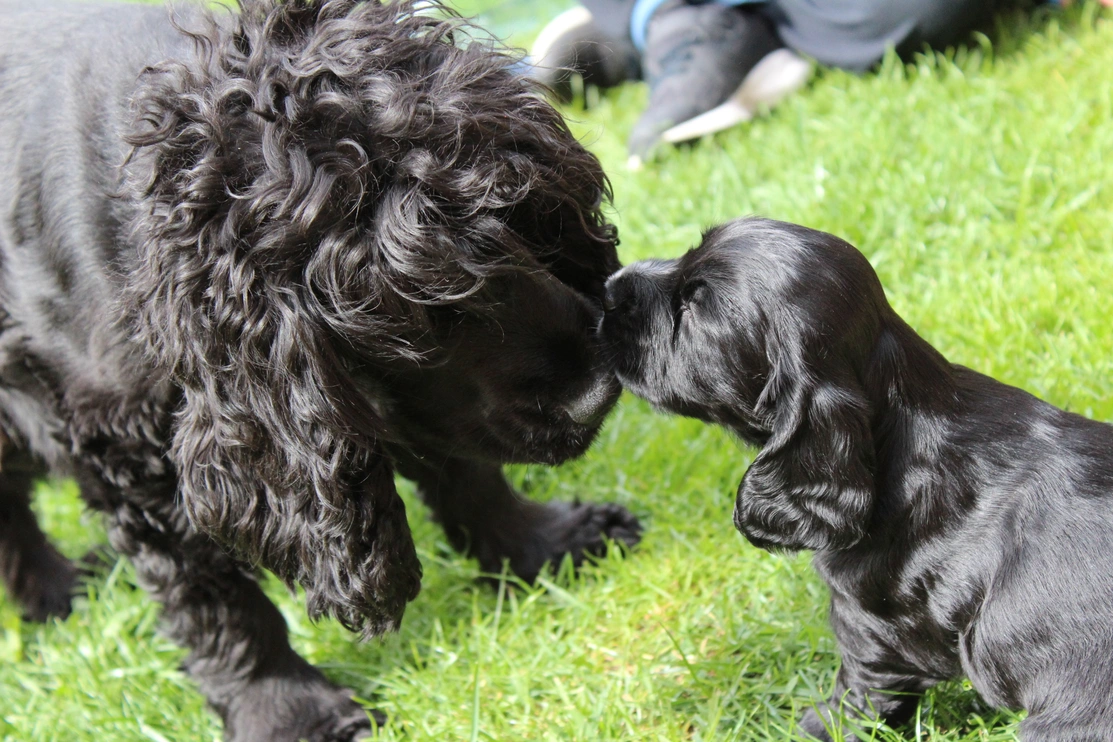 Black spaniel mum nuzzling spaniel puppy
