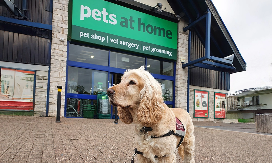 Spaniel standing outside Pets at home store