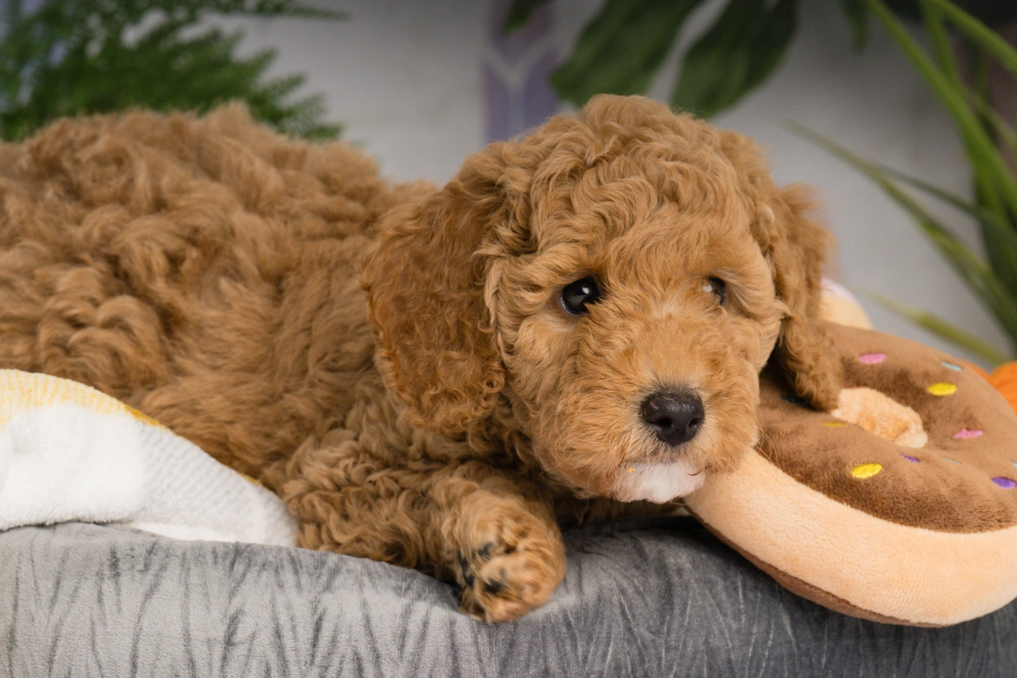 An apricot poodle pup is laying on a soft grey bed with plants in the background. He has a dog toy shaped like a doughnut beside him.