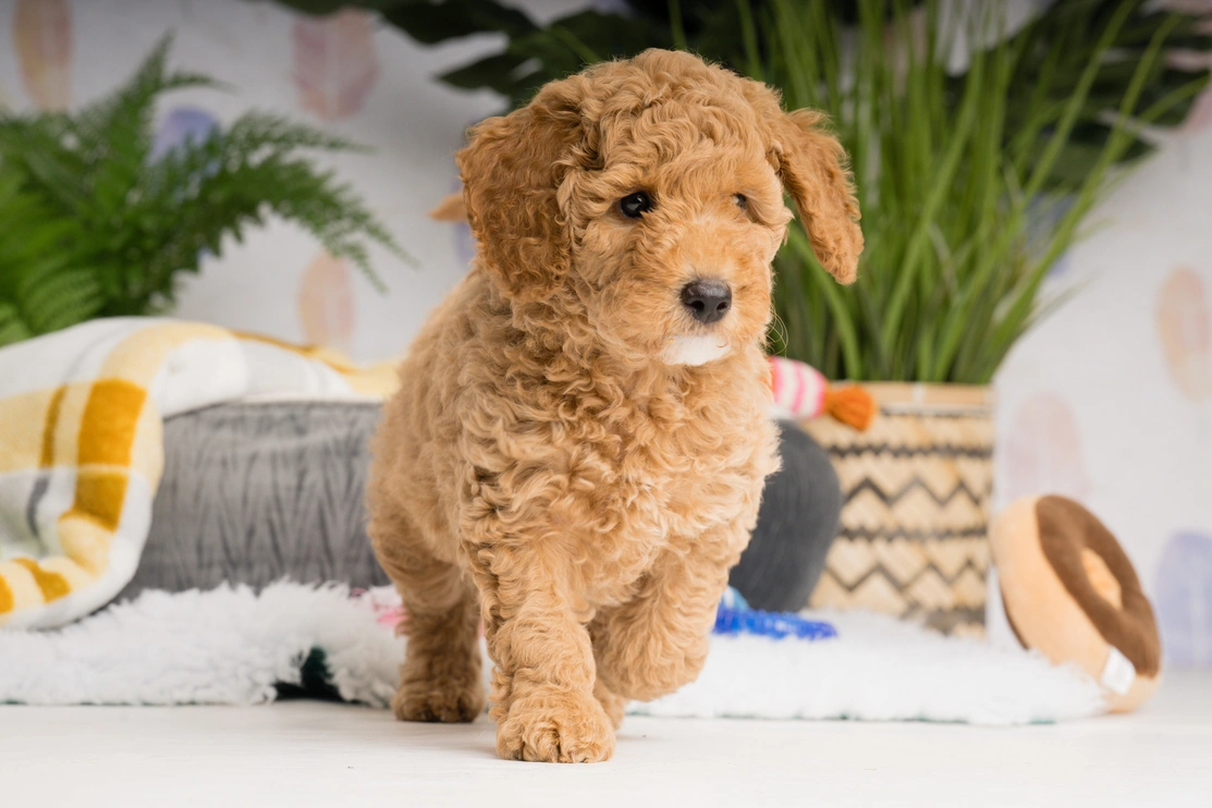 Minautue Poodle pup Elmo is pictured walking away from his grey dog bed seen in the background.