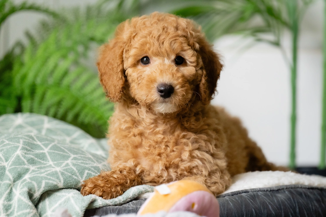 Miniature poodle Elmo sitting upright on his bed, looking ahead. A green plant can be seen in the background.