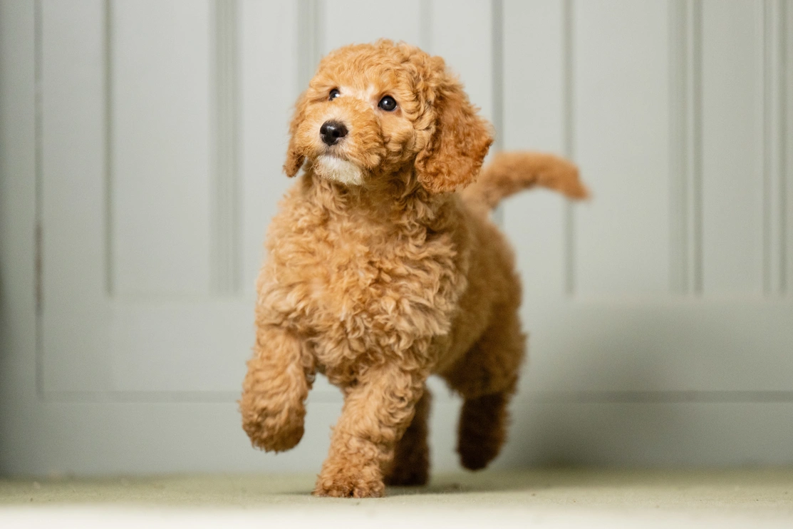 Elmo is pictured against a panelled grey background in mid run. He is looking at something in the distance.