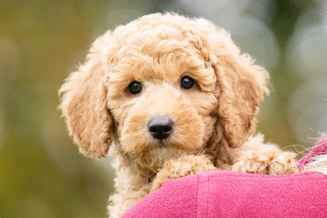 Miniature poodle Elmo is looking straight into camera while resting on a trainer's shoulder