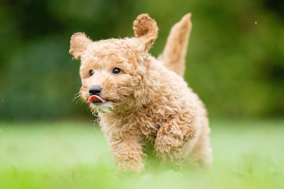 Curly-haired, light brown puppy Elmo running on green grass with its tongue sticking out. The background is blurred, highlighting the playful and energetic nature of the puppy.