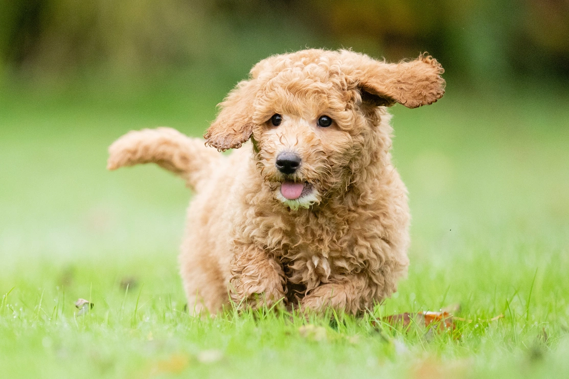 A small, curly-haired puppy with light brown fur is running across a grassy field. The puppy's tongue is slightly out, and its ears are flapping as it moves. The background is blurred, emphasizing the motion and energy of the scene.
