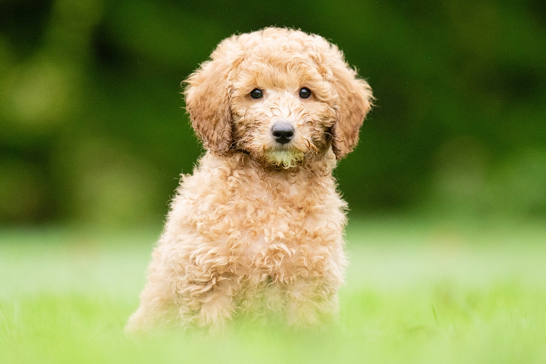 A small, curly-haired puppy with light brown fur is sitting on green grass. The background is blurred dark greenery.