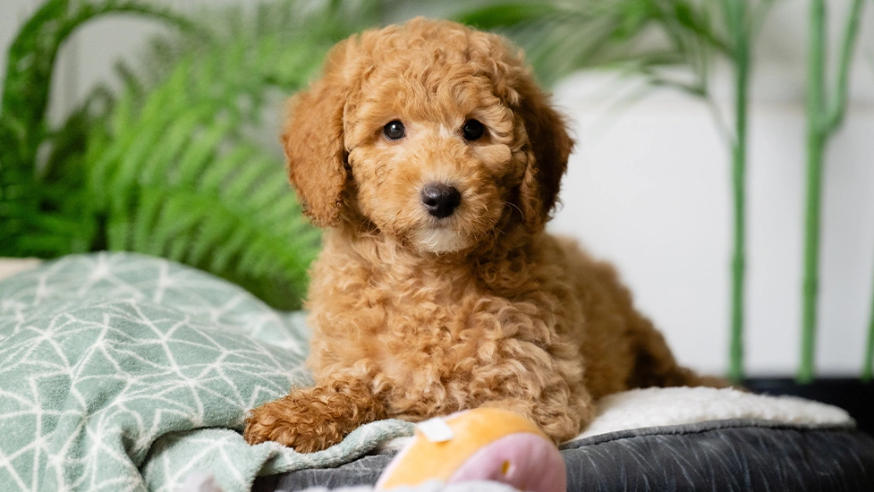 Apricot poodle Elmo laying on a dog bed