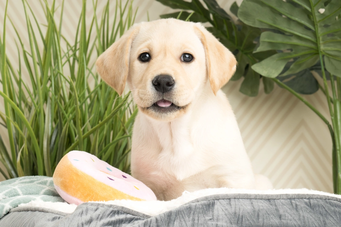 Labrador puppy on a gray blanket with a donut toy and plants in the background.