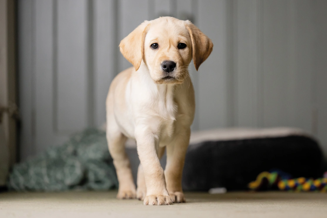 Indoor Labrador Retriever puppy near dog bed and colourful toys, facing camera against gray paneled wall.
