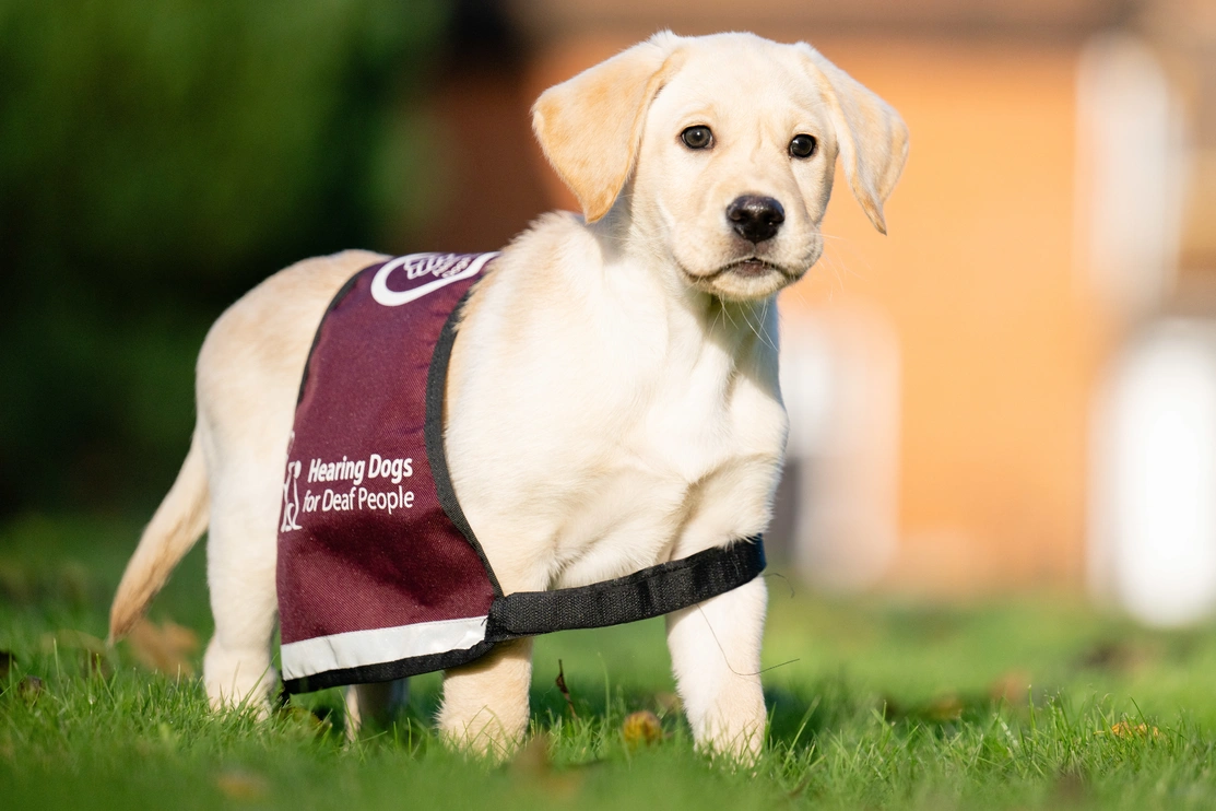 Labrador puppy wearing a burgundy 'Hearing Dogs for Deaf People' vest, standing on grass with a blurred background.