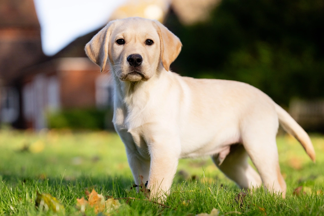 Labrador puppy standing on grass with fallen leaves, in a garden with a house and trees in the background.