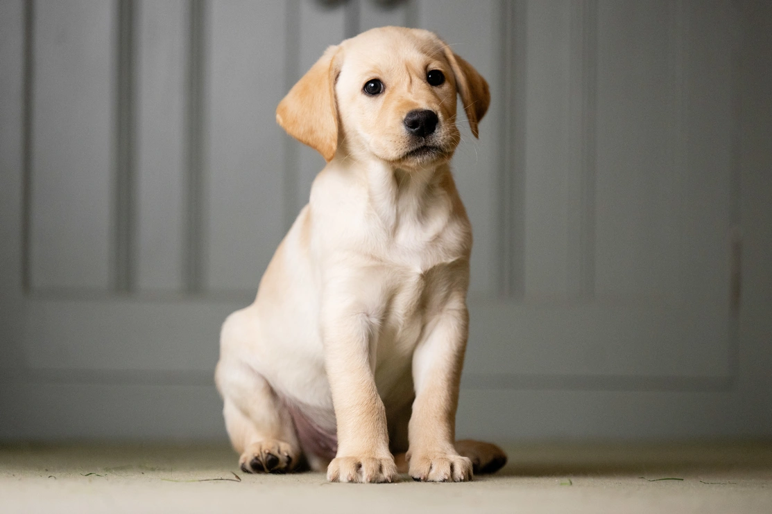Labrador puppy sitting on the floor in front of a grey panelling, looking slightly off to the side