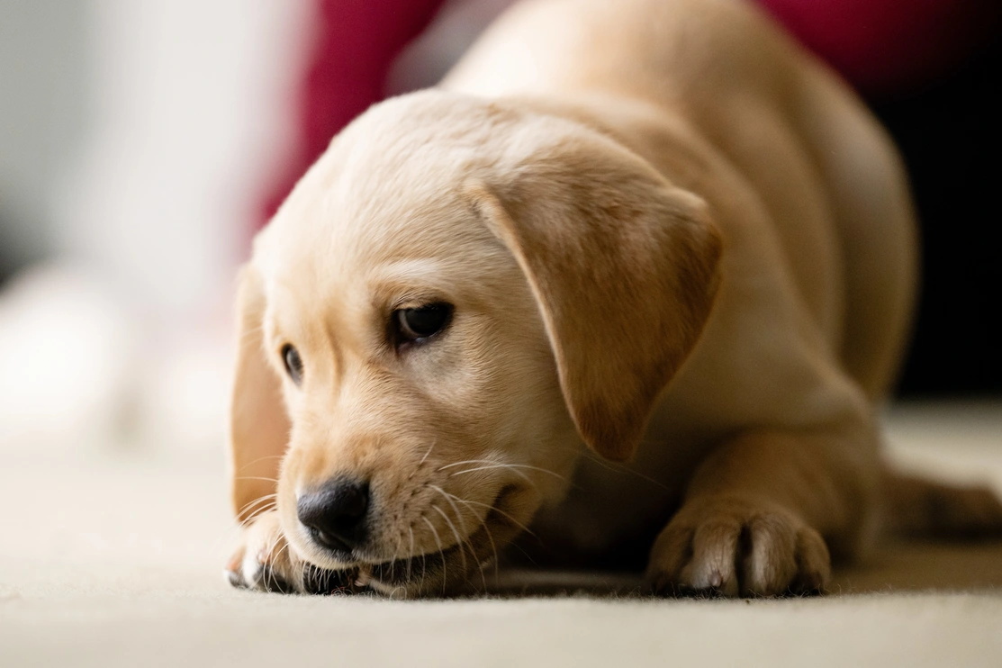 A Labrador puppy is crouched down with its nose to the ground in a playful pose.