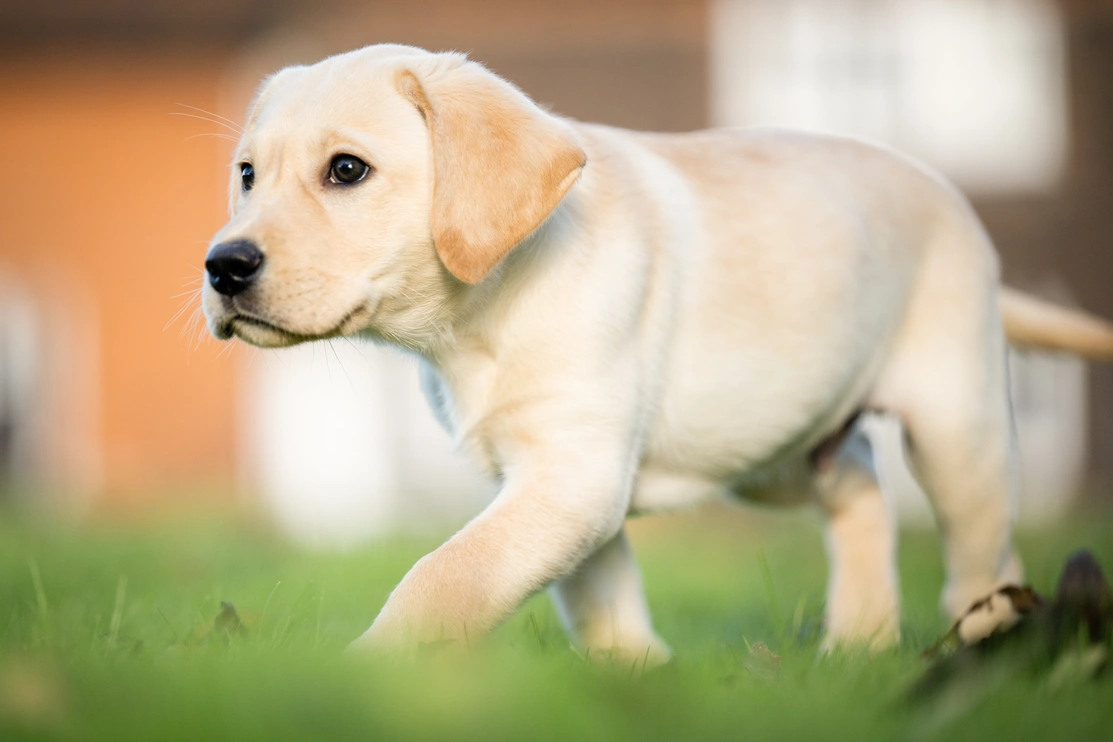 Labrador puppy walking on grass with one paw raised. He looks curious about something ahead of him.