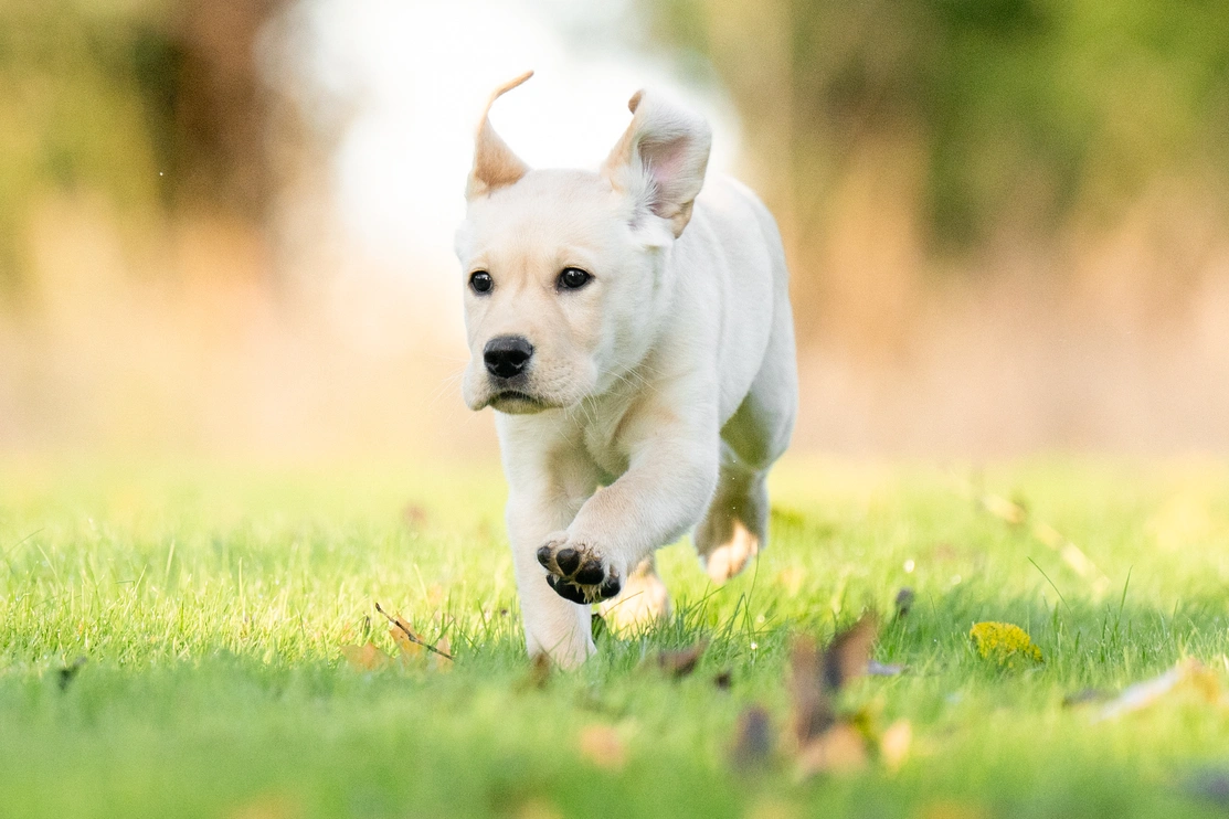 Labrador puppy running on a grassy field with one paw raised mid run and ears flapping, leaves scattered on the grass and background blurred.