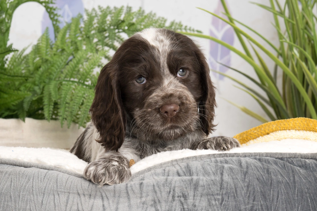 A Cocker Spaniel puppy with long, dark fur and white markings on its head and paws, resting on a gray quilted dog bed with green plants in the background.