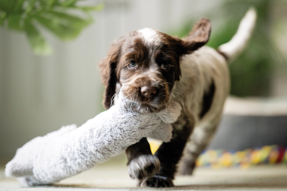 Hebe is running with a soft grey dog toy in her mouth. Her left ear is mid flap
