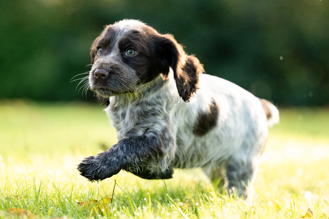 Cocker Spaniel Hebe is running outdoors on grass. her front paws are raised as she is in mid jump