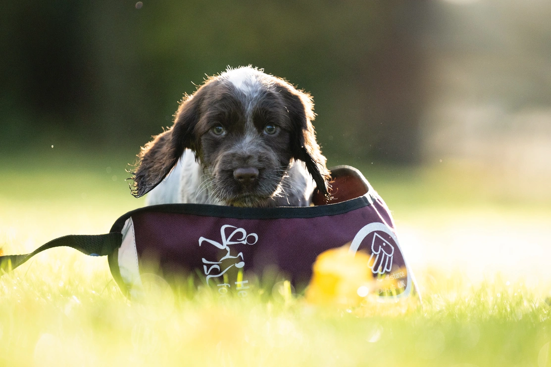 Cocker spaniel pup Hebe is pictured outside on grass. She is wrapped inside an adult size hearing dog jacket which is much to big for her yet.
