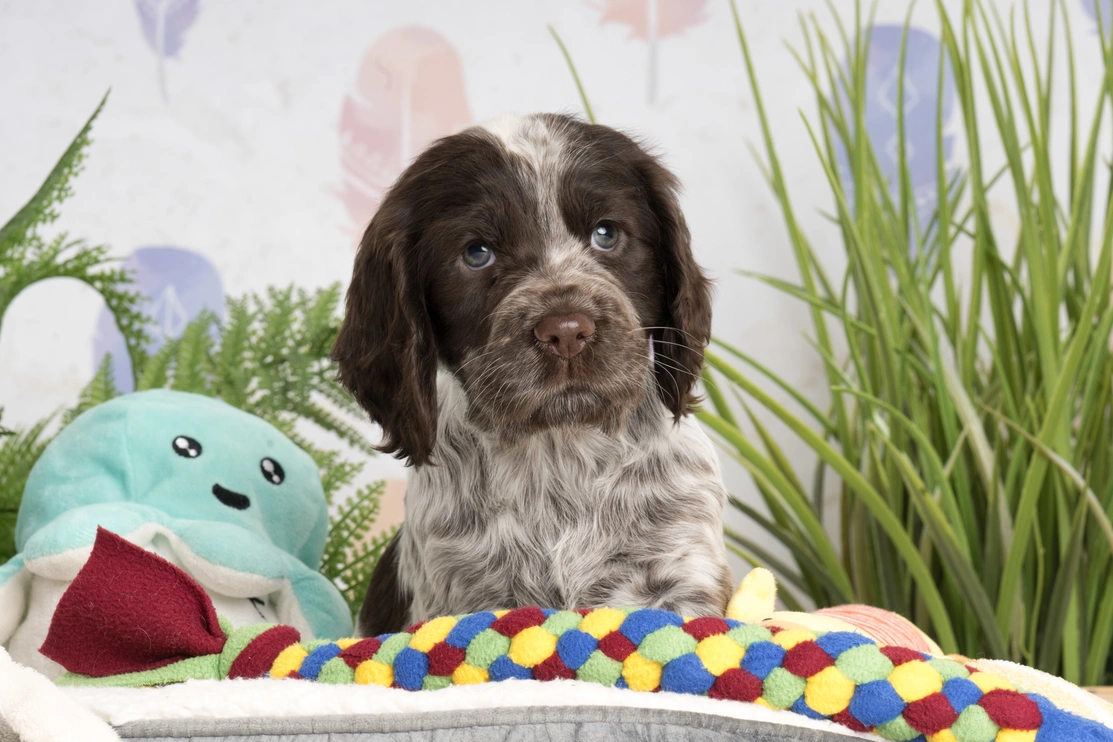 Hebe is sitting on her dog bed surrounded by colourful dog toys. There are green plants in the background