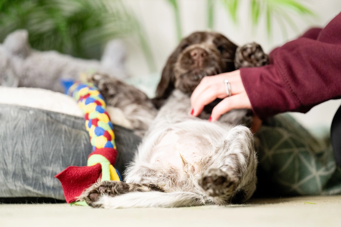 A very cute picture of Hebe lying on her back getting her tummy scratched. She has her eyes closed and looks very relaxed.