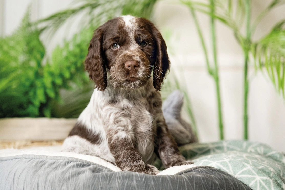 Cocker Spaniel Hebe sitting upright in her grey bed, looking at the camera. Green leafy plants are slightly blurred in the background.