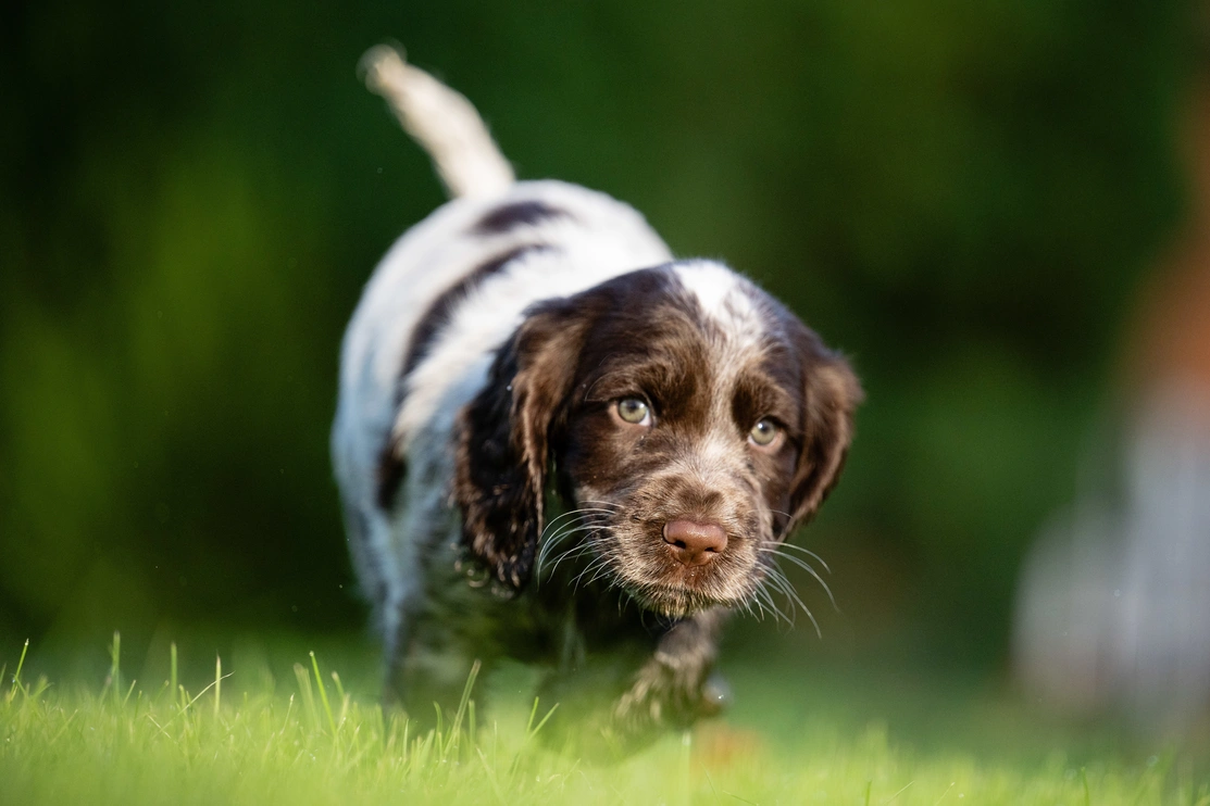 Chocolate Roan Cocker Spaniel Hebe is outdoors on grass. She has an intent focused look towards something off camera.