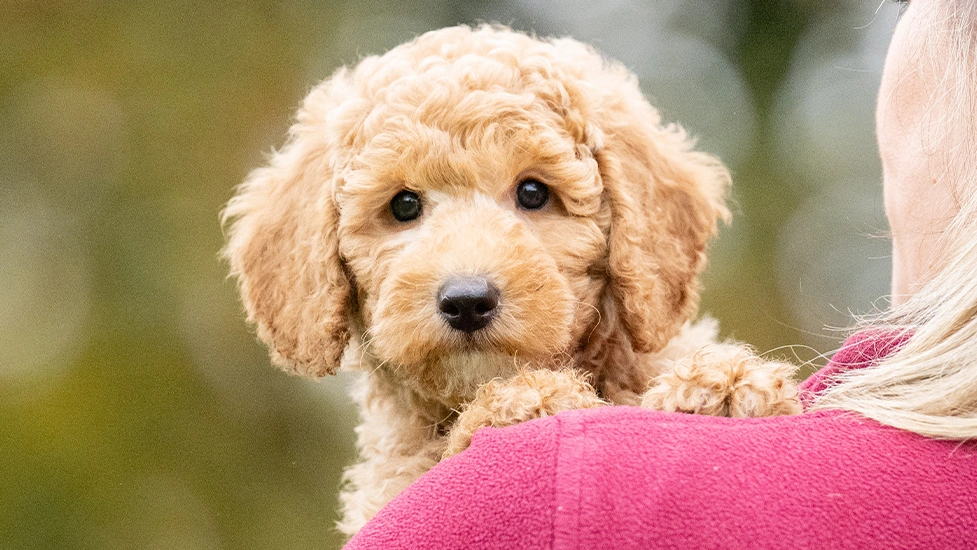 Red Miniature Poodle puppy being held