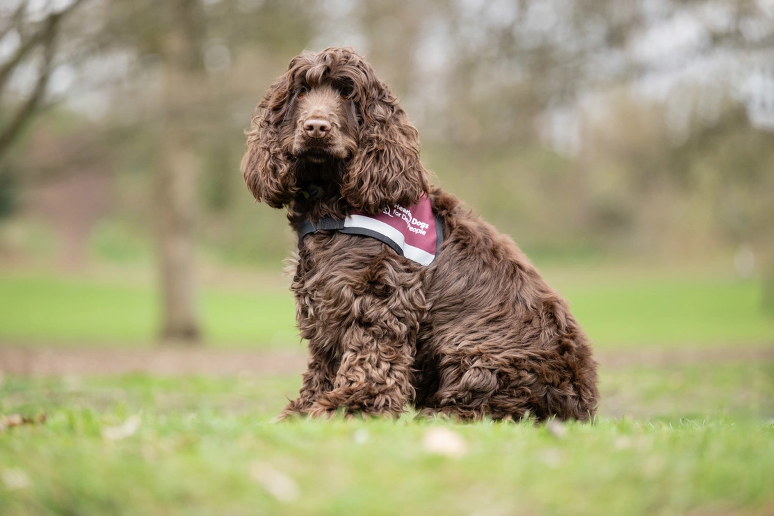 A dog wearing a burgundy hearing dogs jacket is sitting outdoors on grass. There is a blurred background showing trees.