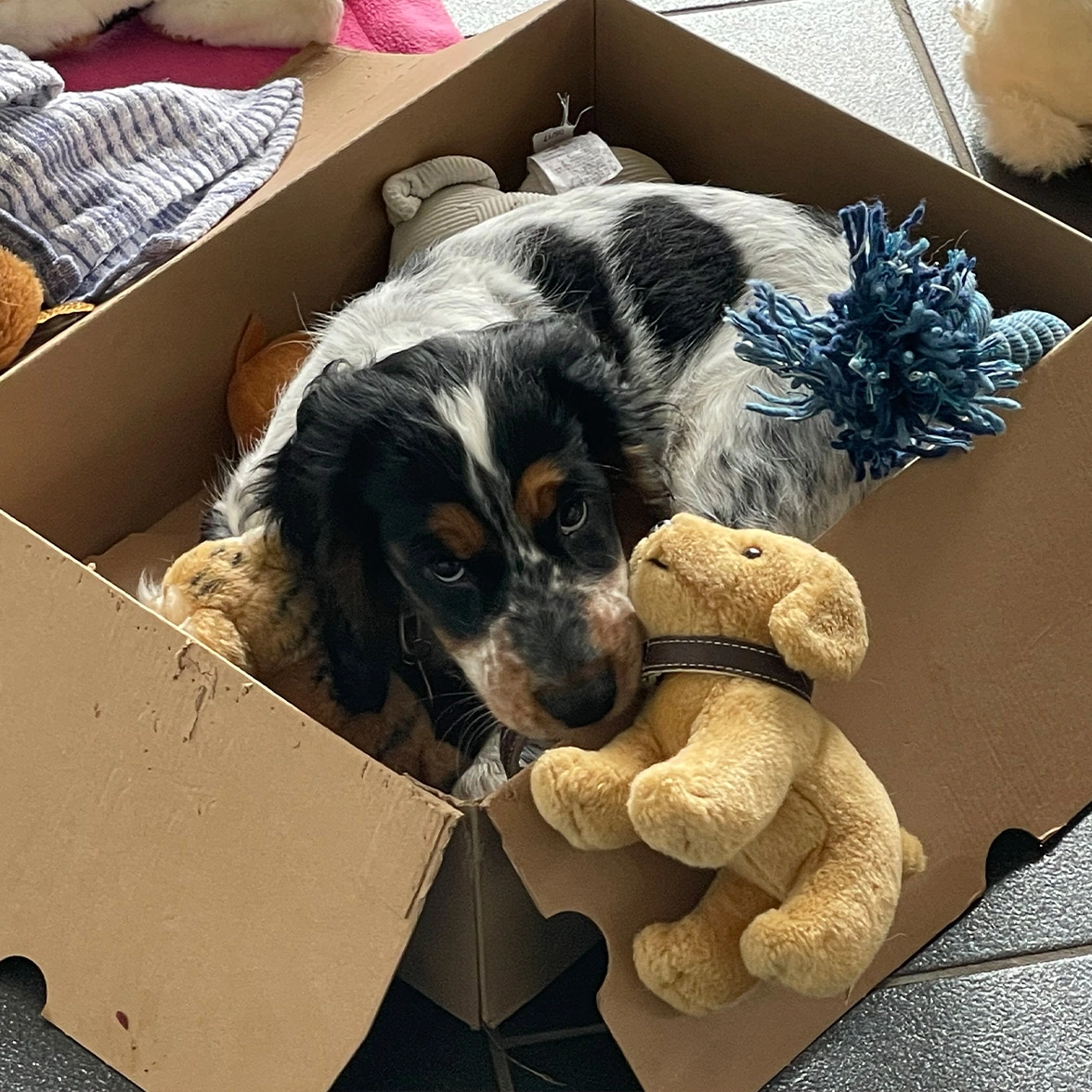 Black, white and tan spaniel sitting in cardboard box