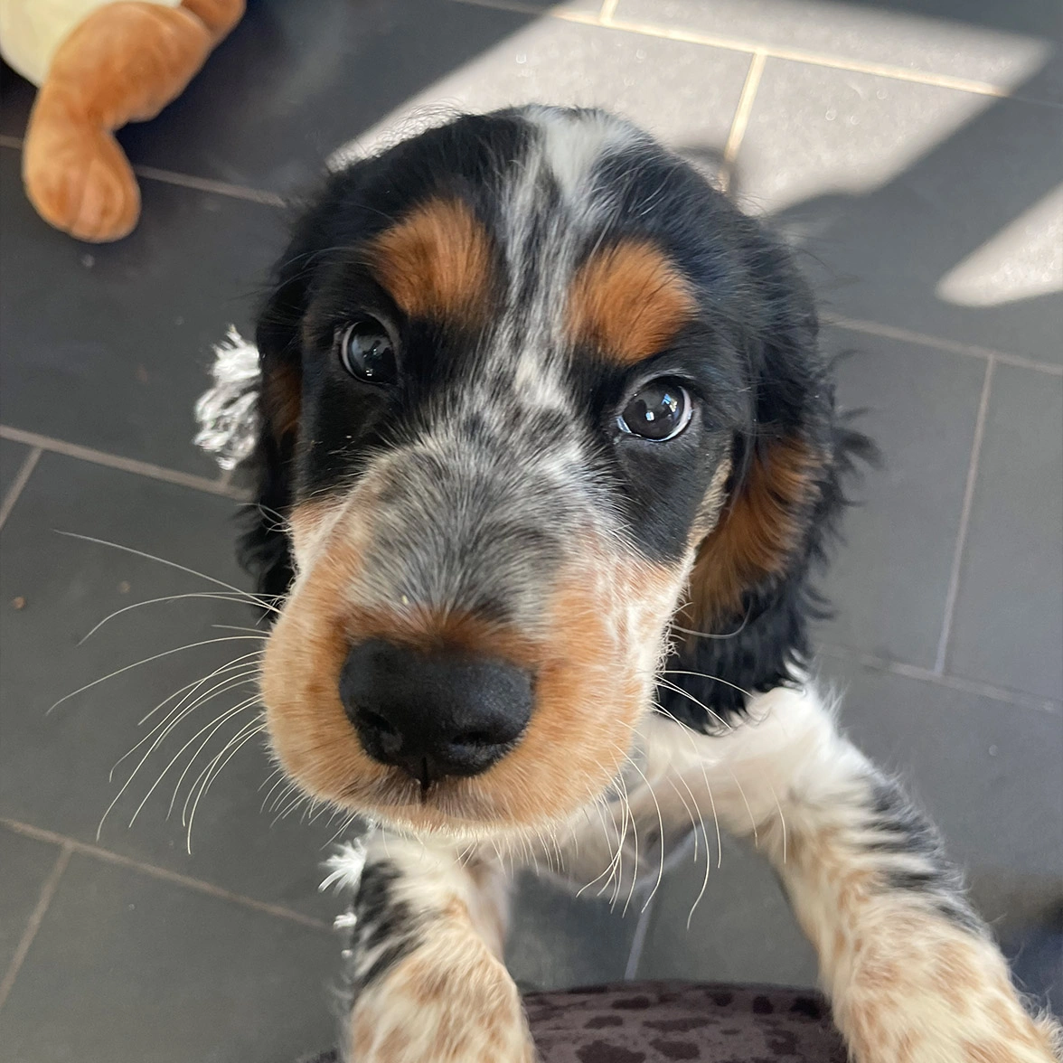 Black. white and tan spaniel puppy looking directly at camera