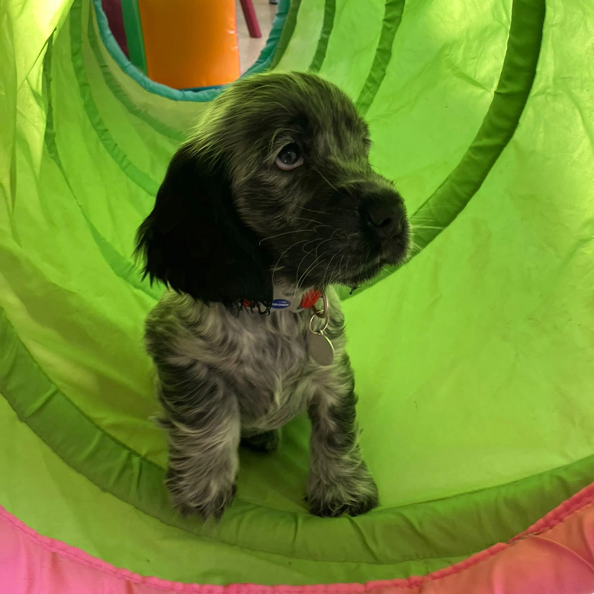 Blue roan spaniel sitting in green play tunnel