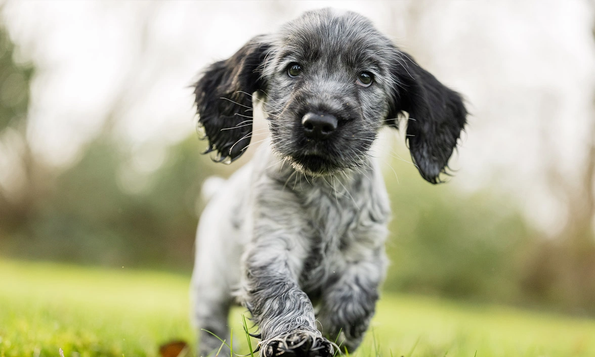 Blue roan spaniel puppy running in grass