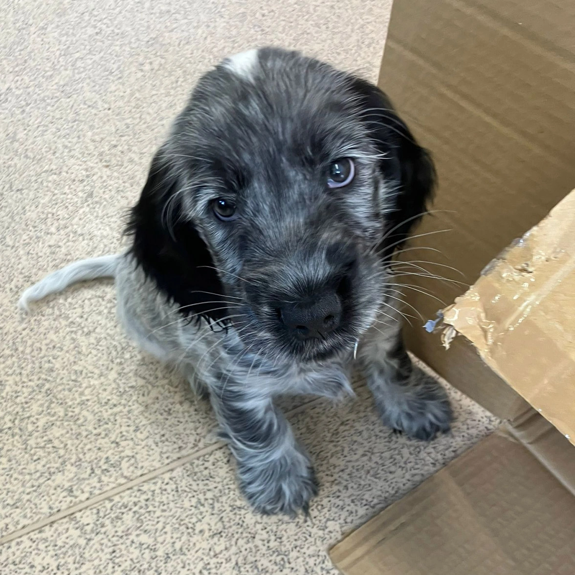 Blue roan spaniel sitting next to cardboard box