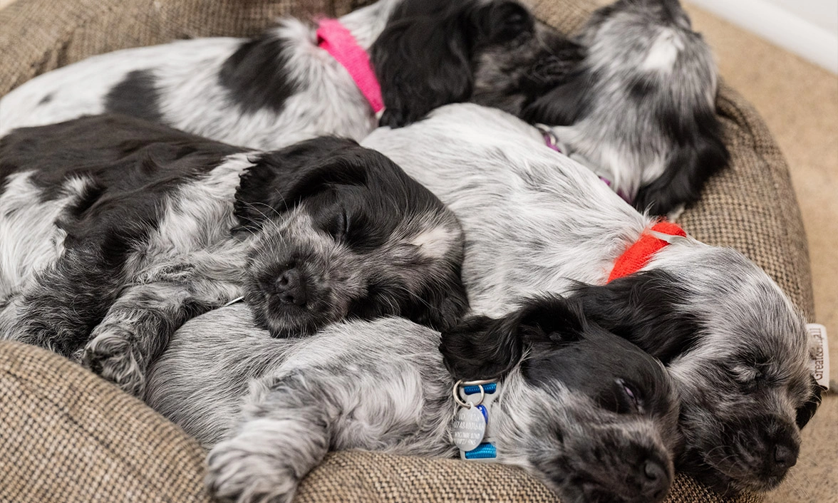 Blue roan spaniel puppies sleeping