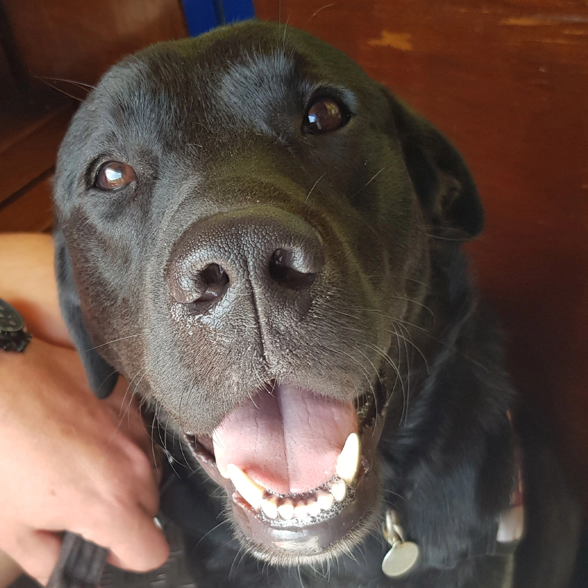 Close up photo of black Labrador looking happy