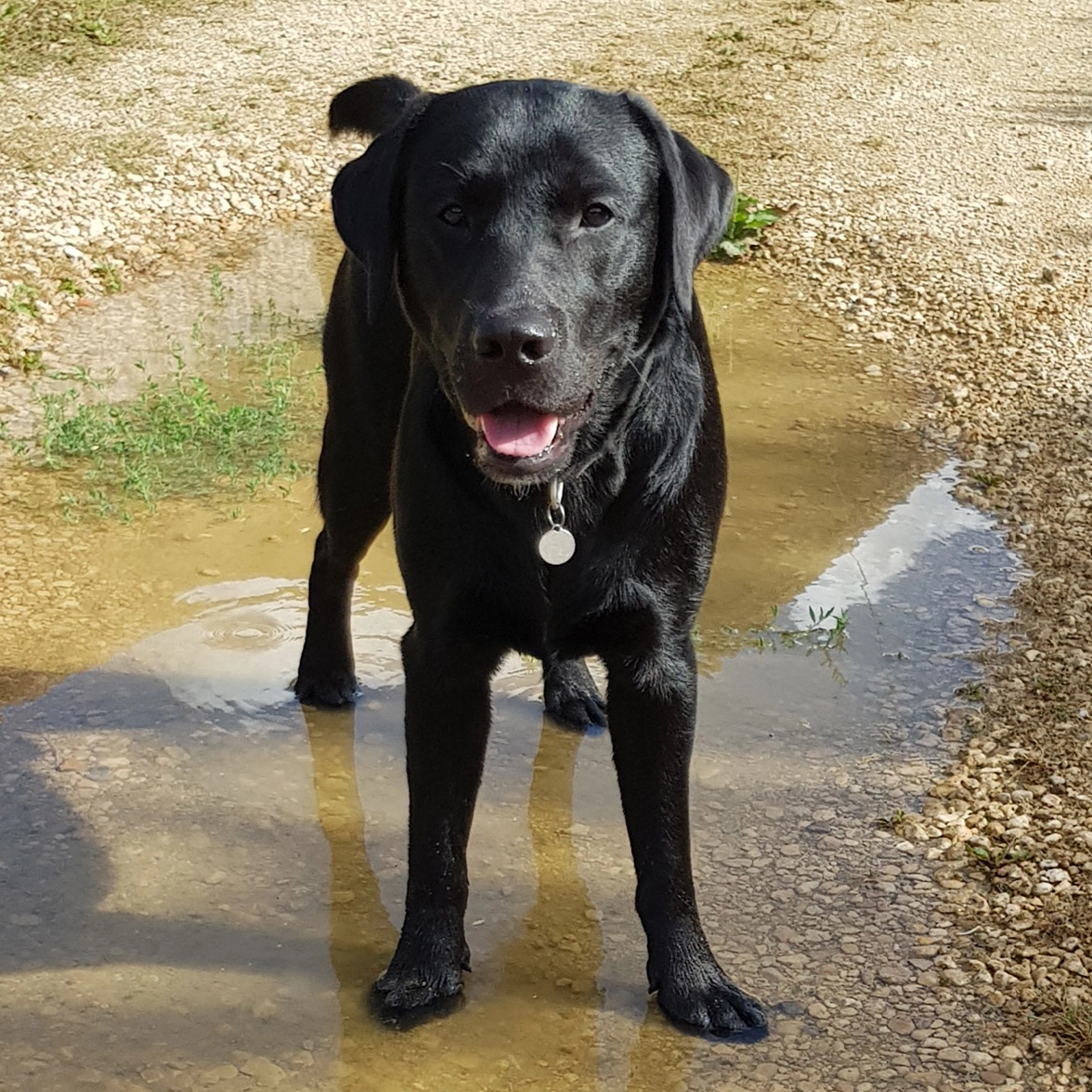 Black Labrador standing in puddle