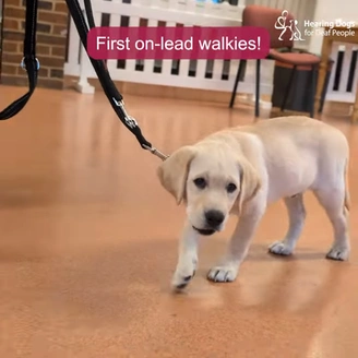 A young light coloured labrador puppy on a lead
