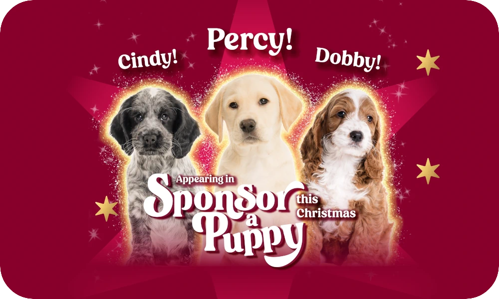 Three puppies named Cindy, Percy and Dobby, promoting Sponsor a Puppy this Christmas.