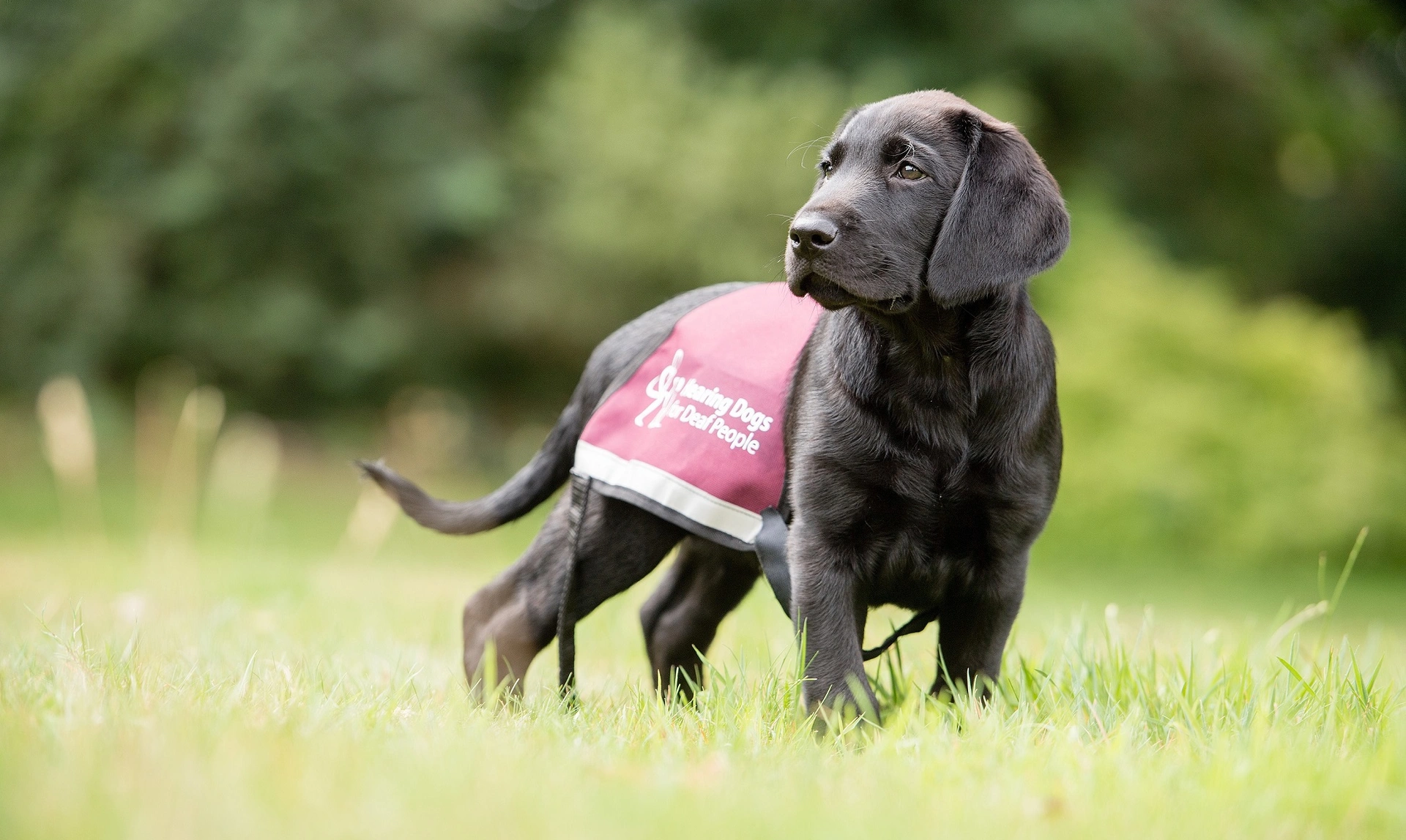 A black labrador puppy wearing a burgundy hearing dog jacket stands on the grass