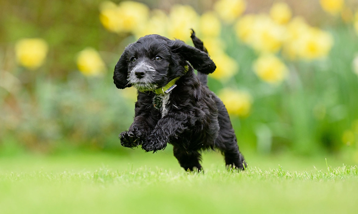 A black cockapoo puppy is running through the grass with daffodils in the background